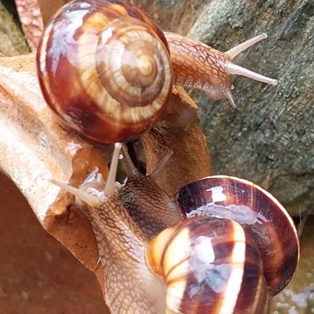 Golemi Kamik Vlasi 2 Lejlighed